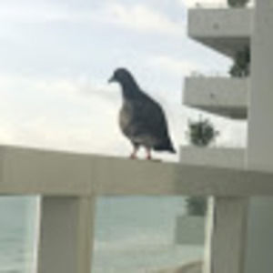 Meet your Posher, Peter